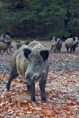 A sounder of wild boars (Sus scrofa), in autumn