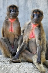 Gelada Baboons (Theropithecus gelada)