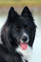 Dog (Canis lupus familiaris), male, mongrel, portrait