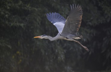 Grey Heron (Ardea cinerea) in flight