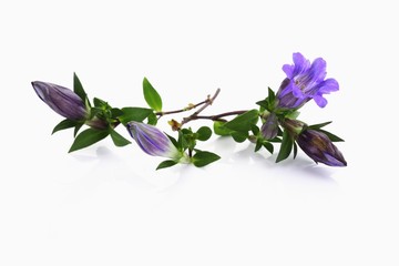 Japanese gentian (Gentiana scabra)