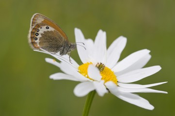 Alpine Heath (Coenonympha gardetta) on Daisy (Leucanthemum vulgare)