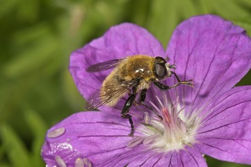 Large narcissus fly (Merodon equestris), male eating pollen from bloody cranesbill (Geranium sanguineum), Untergroeningen, Baden-Wuerttemberg, Germany, Europe
