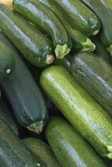 Zucchini