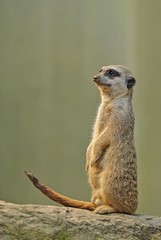 Meerkat (Suricata suricatta), alert