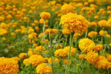 Obraz premium Marigold (Tagetes) flowers in garden