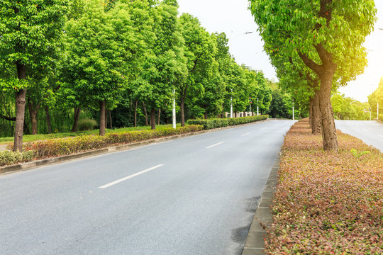 Country asphalt road through the green forest