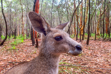 Hanging with kangaroos in Morisset Park, Australia