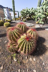 Golden barrel cactuses (Echinocactus grusonii), Gran Canaria, Canary Islands, Spain, Europe,...
