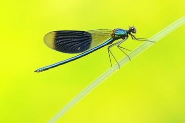 Banded Demoiselle (Calopteryx splendens), male, on blade of grass