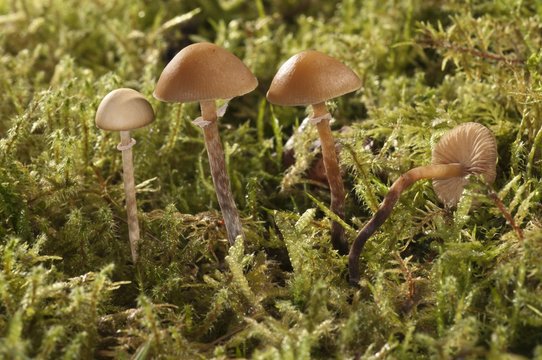 Conocybe teneroides mushrooms, Untergroeningen, Baden-Wuerttemberg, Germany, Europe