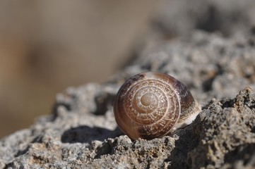 Shell of a snail (Helicidae)