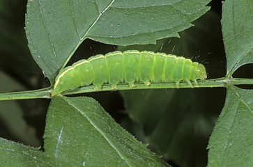 Coronet (Craniophora ligustri), caterpillar on alternative food plant ash