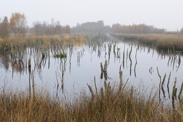 Bog pond in autumn, Dutch raised bog reserve Bargerveen, Netherlands, Europe