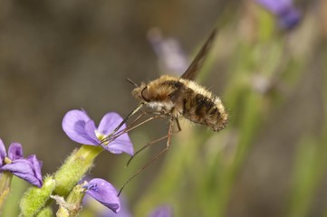Large bee fly (Bombylius major) sucking nectar from an aubrieta (Aubrieta) Untergroeningen, Baden-Wuerttemberg, Germany, Europe