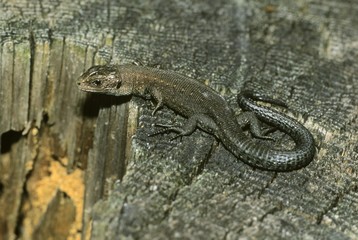 Viviparous lizard (Lacerta vivipara) resting in the sun on a tree log