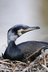 Great Cormorant (Phalacrocorax carbo)