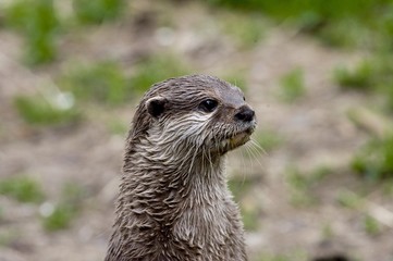 European Otter (Lutra lutra)