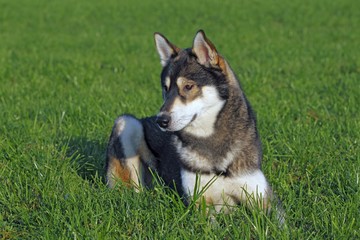 Young Siberian Husky dog (Canis lupus familiaris) male, portrait, domestic dog