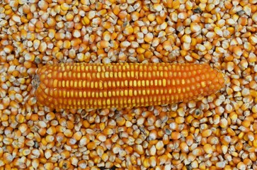 corn on many dried corn seed for background