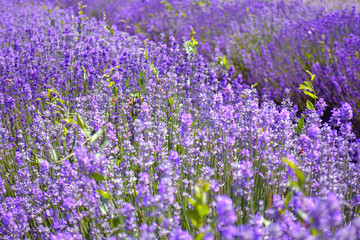 Lavender bushes closeup on sunset. Purple flowers of lavender close up. Provence Ontario, Canada, Prince Edward Country.