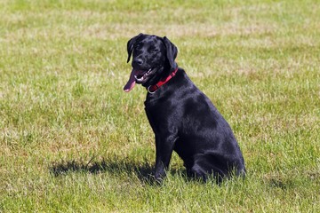 Black Labrador Retriever, young male dog, panting with tongue hanging out, dog sitting, obedience training