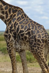 Masai Giraffe (Giraffa camelopardalis tippelskirchi), detail of the body, Masai Mara National Reserve, Kenya, East Africa, Africa, PublicGround, Africa