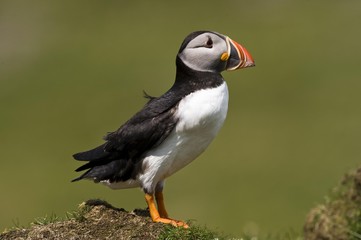 Atlantic Puffin (Fratercula arctica), Treshnish Island, Scotland, United Kingdom, Europe