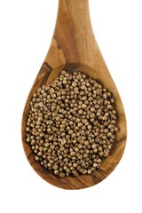 Coriander (Coriandrum sativum) on an olive wood spoon