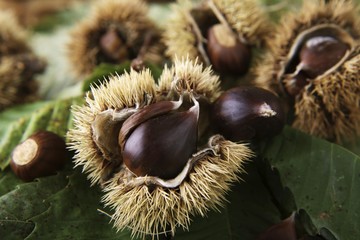 Sweet Chestnuts or Marrons (Castanea sativa), chestnuts with opened hairy shells on leaves