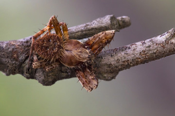 Image of Eriophora sp cf Novakiella or Orb-weaving Spider or Orb Weaver (Novakiella trituberculosa) on dry branches. Insect Animal