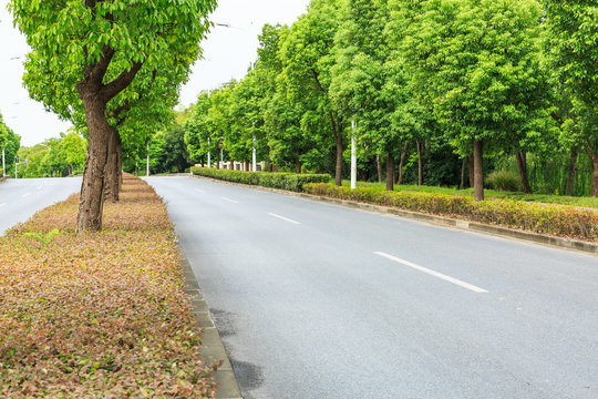 Country asphalt road through the green forest
