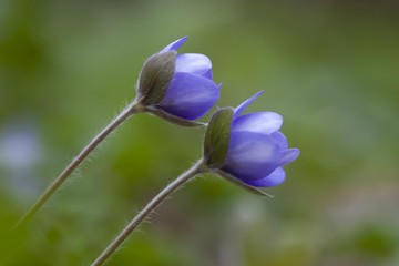 Liverwort (Anemone hepatica)