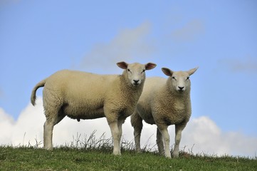 Naklejka na ściany i meble Two sheep on a dyke, Soehnke Nissen Koog, North Frisia, Schleswig-Holstein, Germany, Europe
