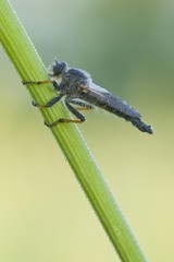 Pied-winged robberfly (Pamponerus germanicus)