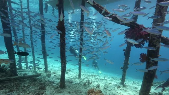 Scissortail Fusilier and other reef fish swimming under wooden pier with scuba divers in the background 