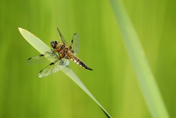 Four-spotted Chaser or Four-spotted Skimmer (Libellula quadrimaculata) on a leaf