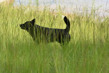 Rare Japanese Dog, Kai Ken, in tall grass