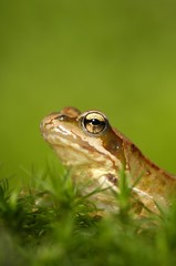 Grass Frog (Rana temporaria)