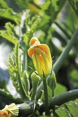 Zucchini blossom, Zucchini field, vegetable cultivation