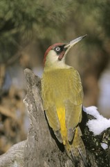 Green Woodpecker (Picus viridis), male