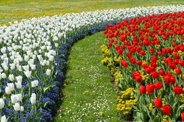 Flower-bed of Tulips