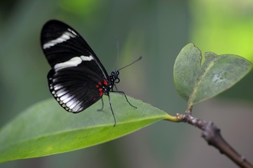 Cydno longwing (Heliconius cydno) on a leaf