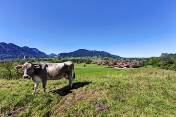 Cow, Pfronten at the back, Ostallgaeu district, Allgaeu, Swabia, Bavaria, Germany, Europe, PublicGround, Europe