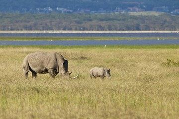 Obraz na płótnie Canvas White Rhinoceroses or Square-lipped Rhinoceroses (Ceratotherium simum), adult with a calf, Lake Nakuru National Park, Kenya, East Africa, Africa