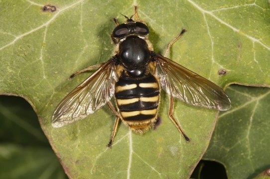 Hoverfly (Sericomyia silentis), basking in sun, Untergroeningen, Baden-Wuerttemberg, Germany, Europe