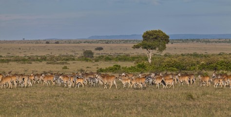 Fototapeta na wymiar Herd of Eland Antilopes (Taurotragus oryx), Zebra (Equus quagga) and Blue Wildebeest (Connochaetes taurinus), Masai Mara National Reserve, Kenya, East Africa, Africa, PublicGround, Africa