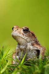 Common Toad (Bufo bufo), juvenile