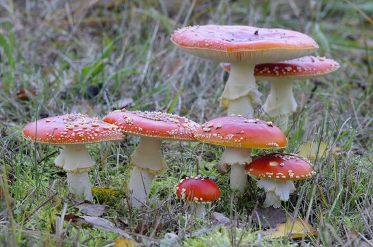 Fly agarics (Amanita muscaria)