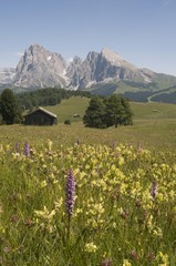 Fototapeta premium Fragrant orchid (Gymnadenia conopsea) in front of Plattkofel and Langkofel mountains, Seiser Alm, South Tyrol, Italy, Europe